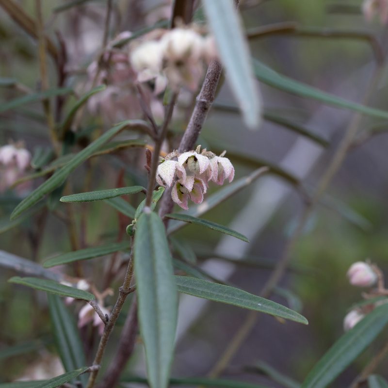 Lasiopetalum behrii, photographed by Kym Nicolson
