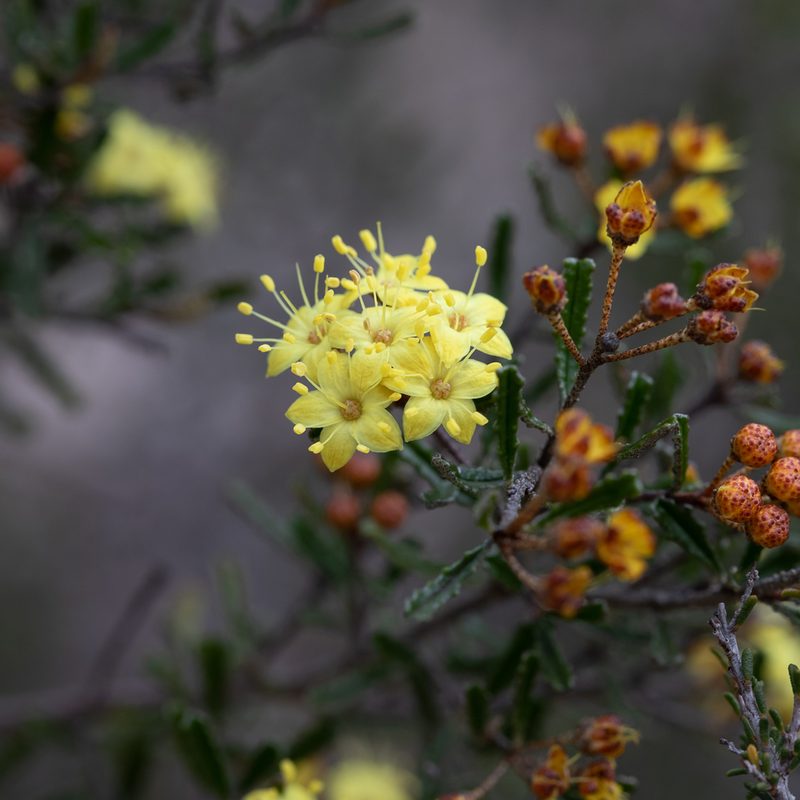Phebalium bullatum, photographed by Kym Nicolson