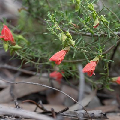 Prostanthera aspalathoides, photographed by Kym Nicolson