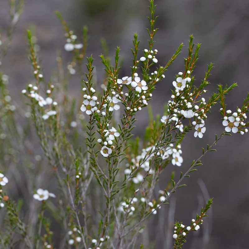 Hysterobaeckea behrii, photographed by Kym Nicolson