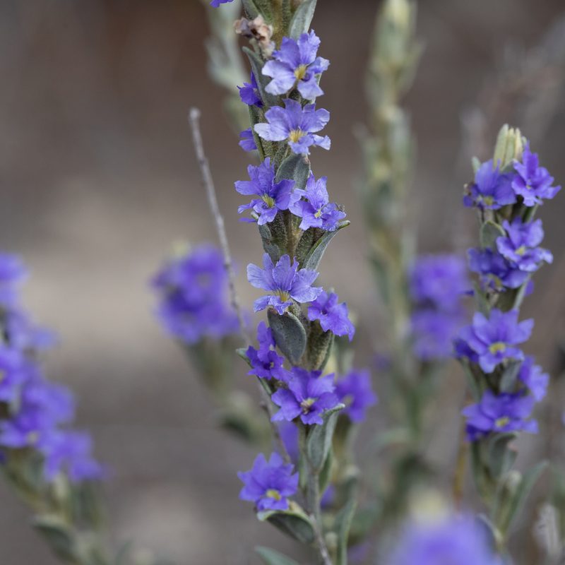 Dampiera marifolia, photographed by Kym Nicolson