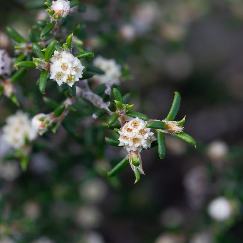 Spyridium eriocephalum, photographed by Kym Nicolson