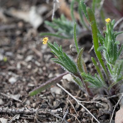 Podotheca angustifolia, photographed by Kym Nicolson