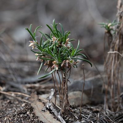 Laxmannia orientalis, photographed by Kym Nicolson