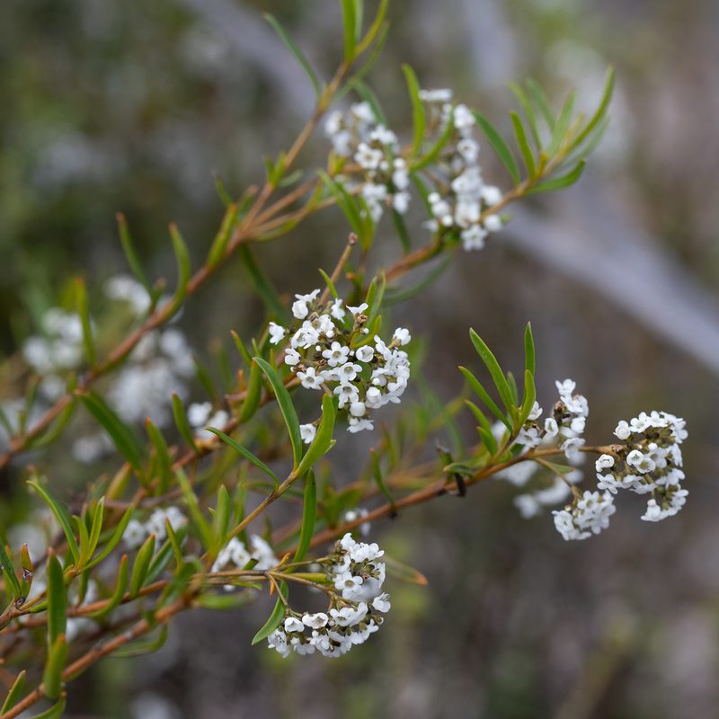 Logania linifolia, photographed by Kym Nicolson