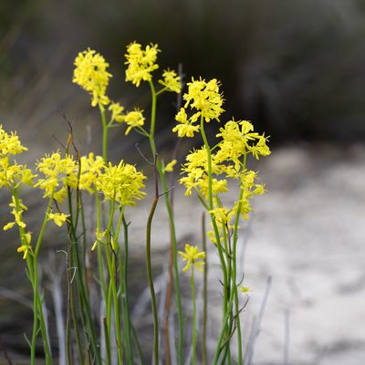 Glischrocaryon behrii, photographed by Kym Nicolson