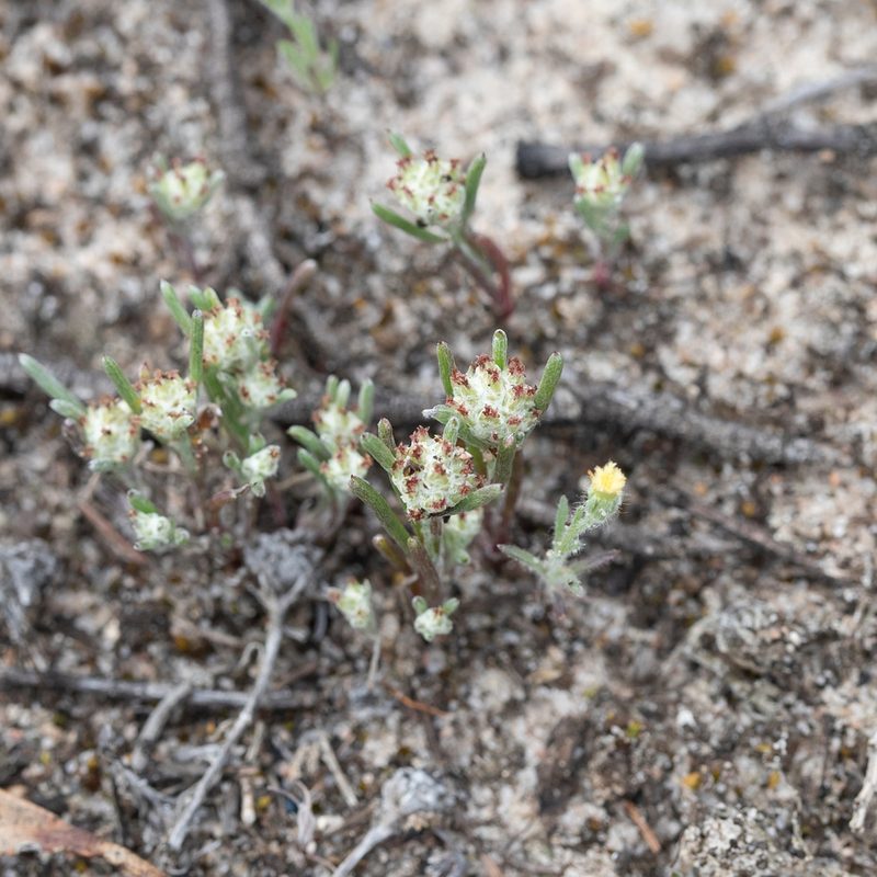 Blennospora drummondii, photographed by Kym Nicolson