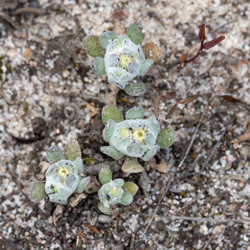 Actinobole uliginosum, photographed by Kym Nicolson