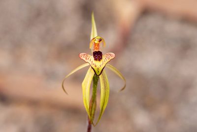Caladenia cardiochila, photographed by Kym Nicolson