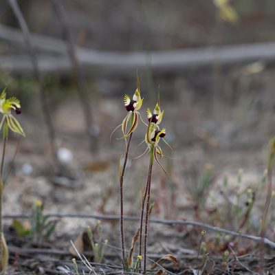 Caladenia stricta, photographed by Kym Nicolson