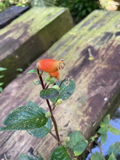 Kohleria tubiflora, photographed by harrier