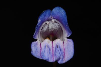 Penstemon comarrhenus, photographed by Brian Finzel
