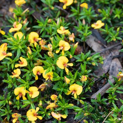 Pultenaea pedunculata, photographed by Kym Nicolson