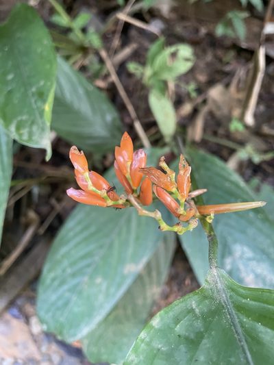 Stromanthe jacquinii, photographed by harrier