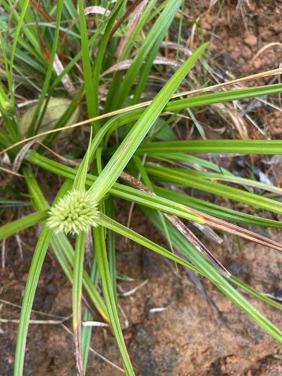 Rhynchospora cephalotes, photographed by harrier