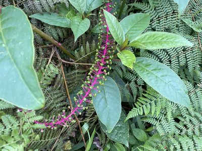 Phytolacca rivinoides, photographed by harrier