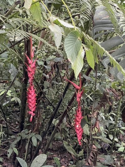 Heliconia ramonensis, photographed by harrier