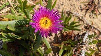 Carpobrotus glaucescens, photographed by M. quinquenervia