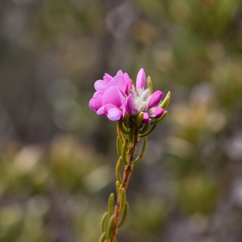 Pultenaea subalpina, photographed by Kym Nicolson