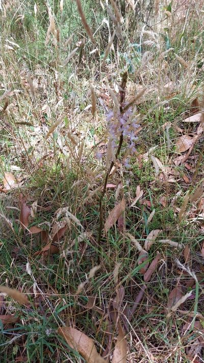 Dipodium pardalinum, photographed by graeme lunt