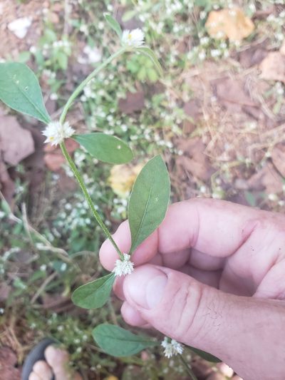 Alternanthera bettzickiana, photographed by Shaan Aroeste