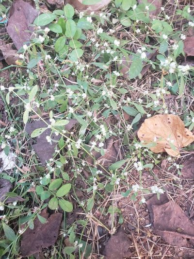 Alternanthera bettzickiana, photographed by Shaan Aroeste