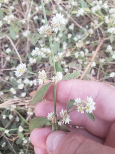 Alternanthera bettzickiana, photographed by Shaan Aroeste