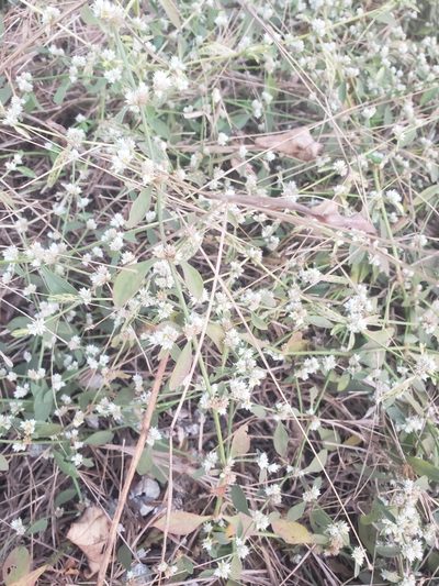 Alternanthera bettzickiana, photographed by Shaan Aroeste