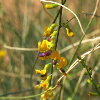 Swainsona laxa, photographed by Kym Nicolson