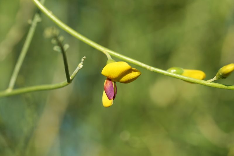Swainsona laxa, photographed by Kym Nicolson