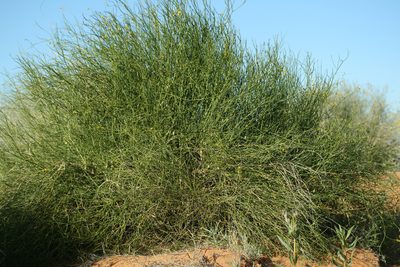 Swainsona laxa, photographed by Kym Nicolson