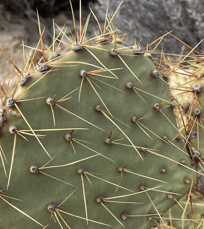 Opuntia curvispina, photographed by Henrik Kibak