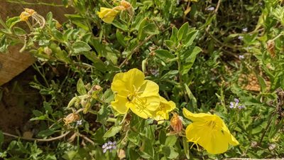 Oenothera drummondii, photographed by M. quinquenervia