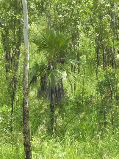 Livistona humilis, photographed by Nathan Ruser