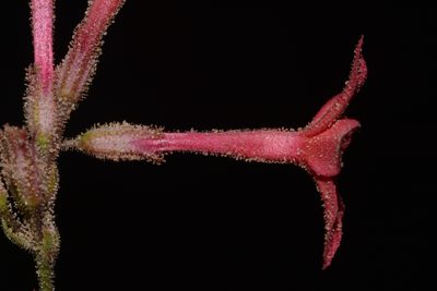 Aliciella subnuda, photographed by Brian Finzel