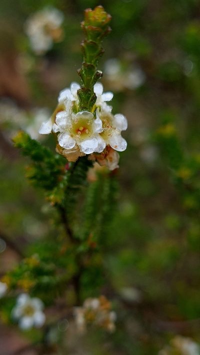 Baeckea diosmifolia, photographed by Petra Holland