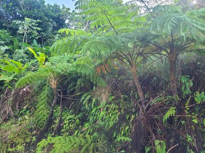 Cyathea arborea, photographed by Billy