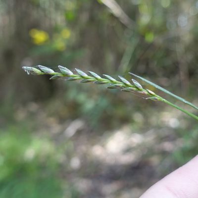Tetrarrhena juncea, photographed by yatesy