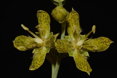 Frasera paniculata, photographed by Brian Finzel