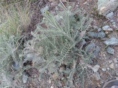 Astragalus curtipes, photographed by Hawk T.