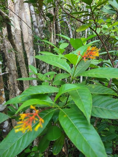 Palicourea croceoides, photographed by Billy