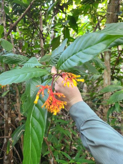 Palicourea croceoides, photographed by Billy