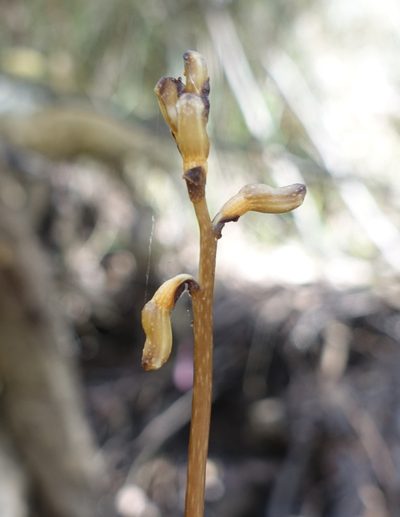 Gastrodia procera, photographed by yatesy