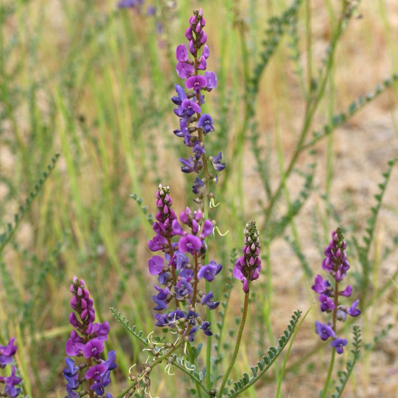 Swainsona microphylla, photographed by Kym Nicolson