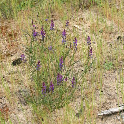 Swainsona microphylla, photographed by Kym Nicolson