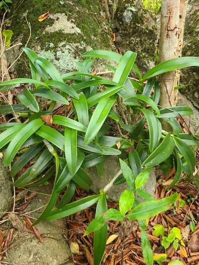 Epidendrum ciliare, photographed by Billy