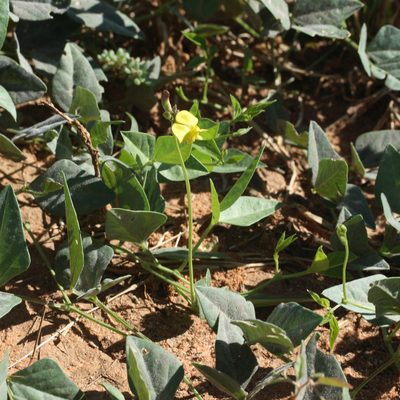 Vigna lanceolata, photographed by Kym Nicolson