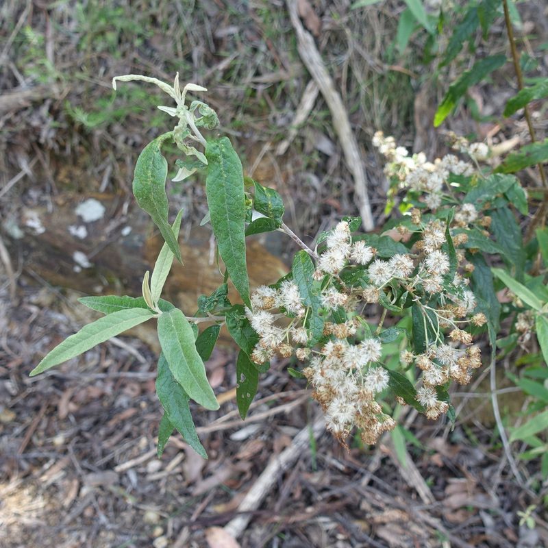 Olearia lirata, photographed by yatesy