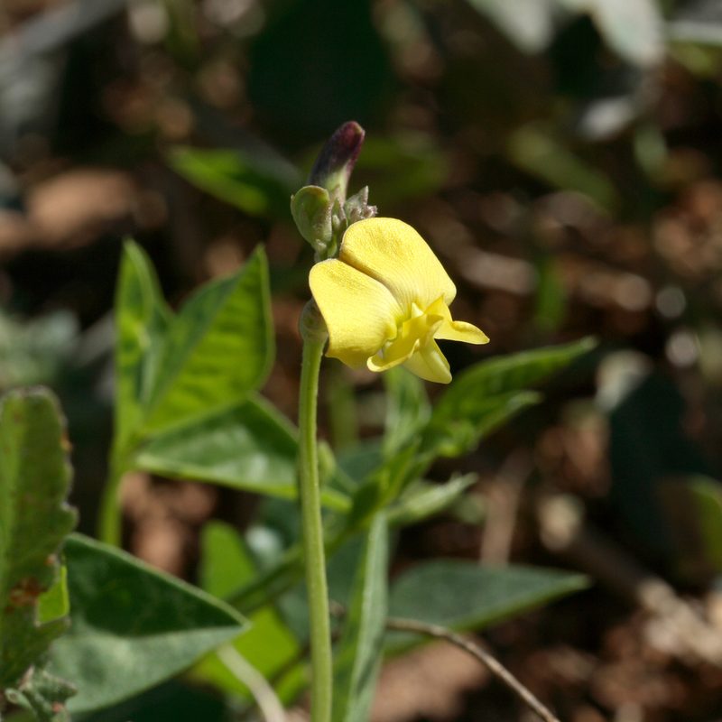 Vigna lanceolata, photographed by Kym Nicolson