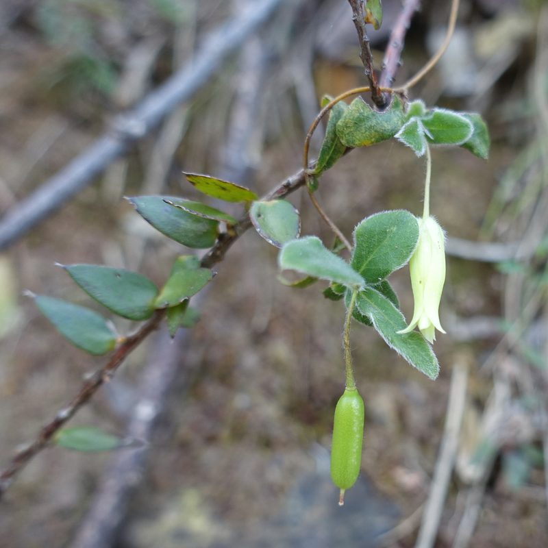 Billardiera mutabilis, photographed by yatesy